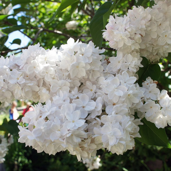 Мадам Лемуан