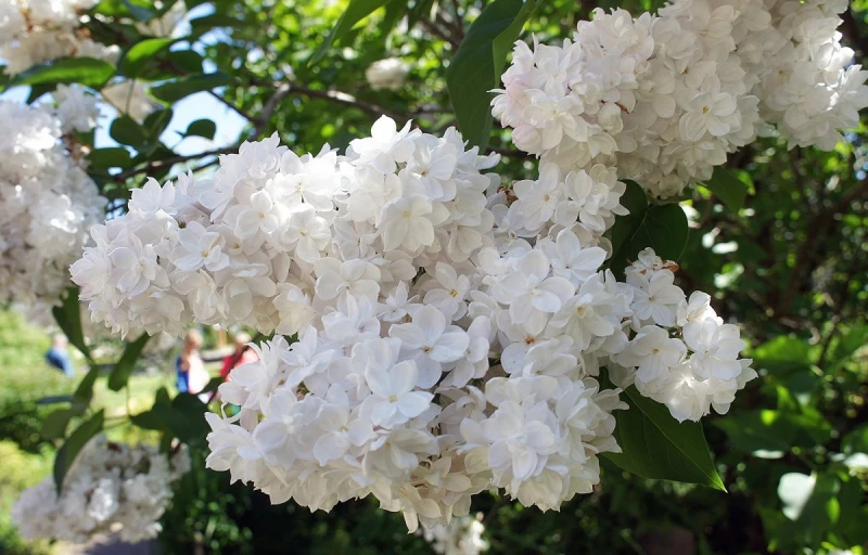 Мадам Лемуан на Пулков Сад