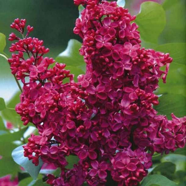 Красная Москва