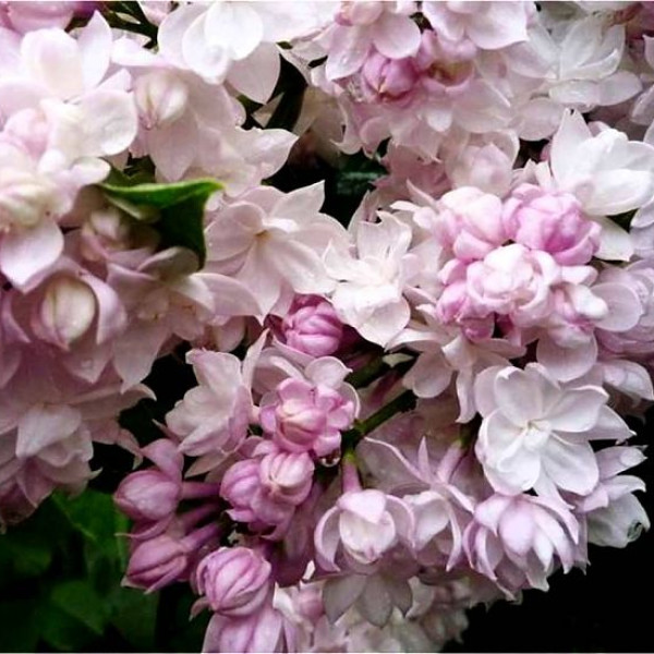 Красавица Москвы