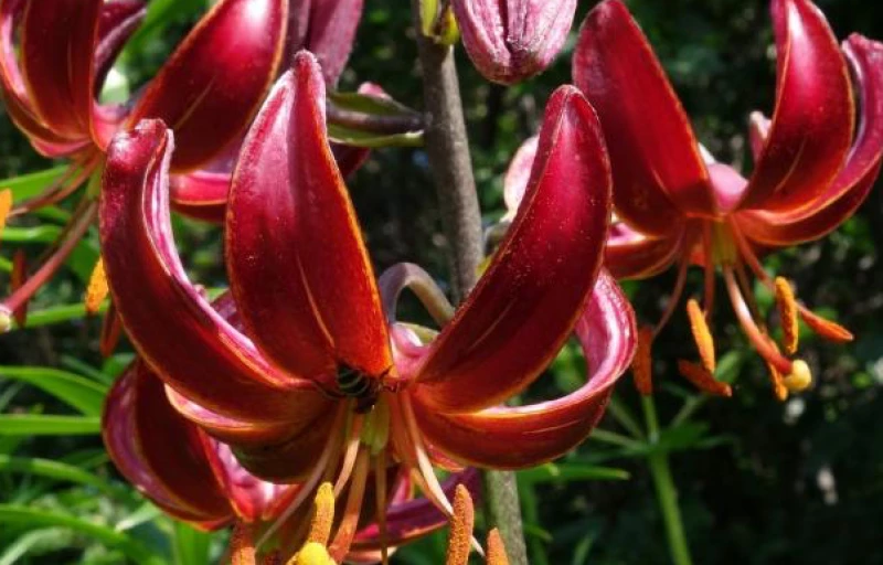 Claude Shride на Пулков Сад