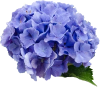 Изображение категории Гортензии