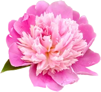 Изображение категории Пионы