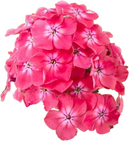 Изображение категории Флоксы