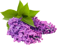 Изображение категории Сирень