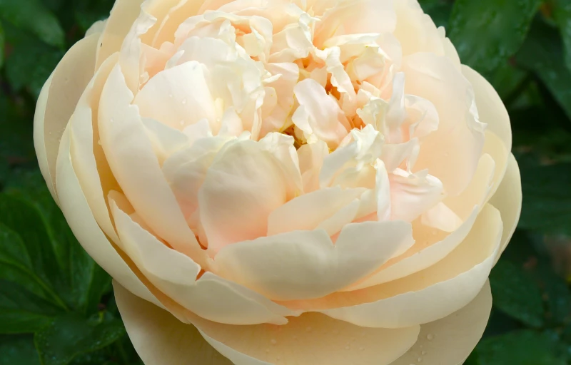 Pastelegance на Пулков Сад