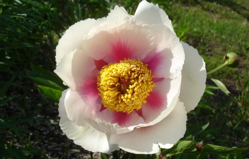 Athena на Пулков Сад