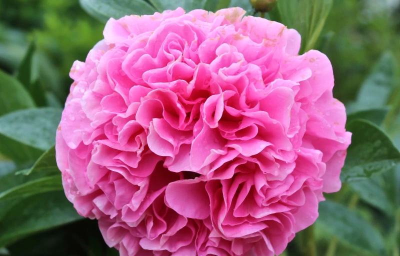 Carnation Bouqet на Пулков Сад