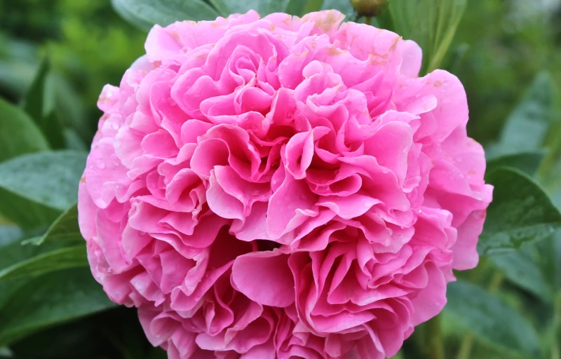 Carnation Bouquet на Пулков Сад