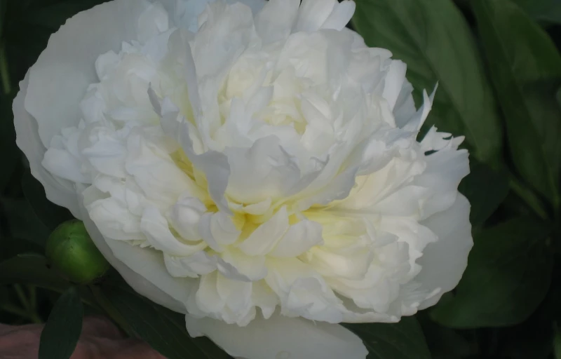 Duchesse de Nemours на Пулков Сад