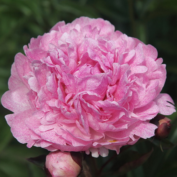 Pietertje Vriend Wagenaar