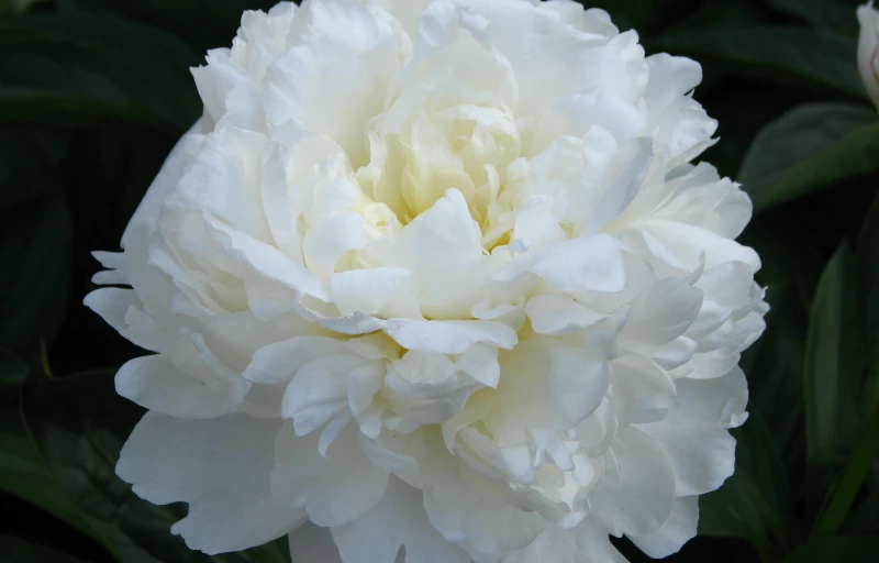 Amalia Olson на Пулков Сад