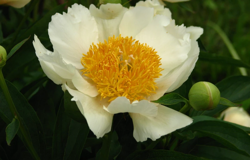 Claire De Lune на Пулков Сад