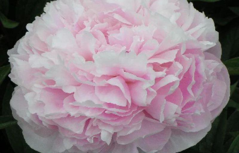 Georgina Shaylor на Пулков Сад