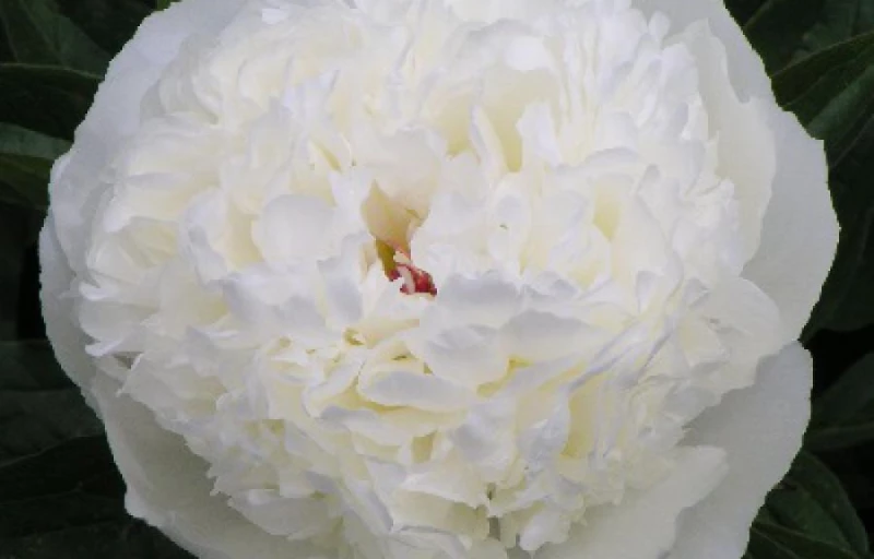 Luxor на Пулков Сад