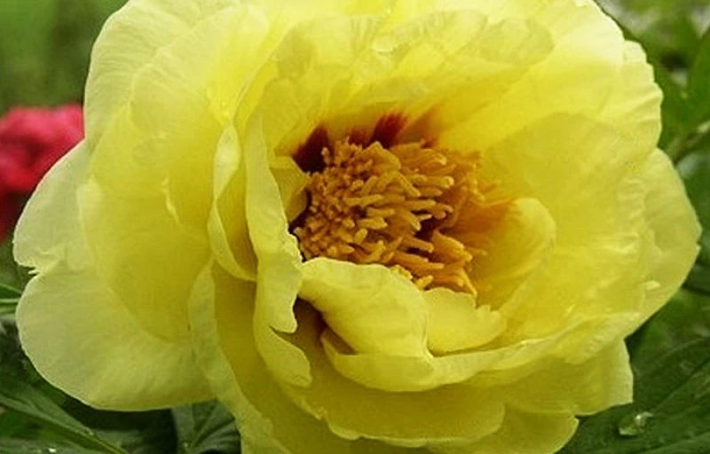 Yellow Waterlily на Пулков Сад