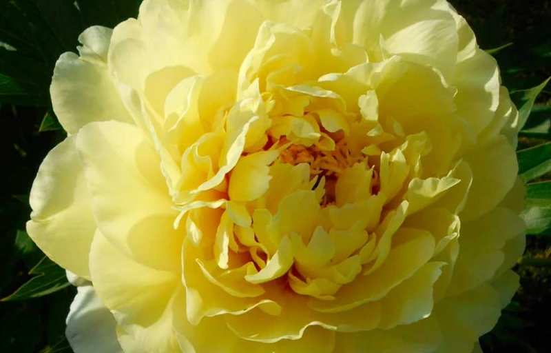 Bartzella на Пулков Сад