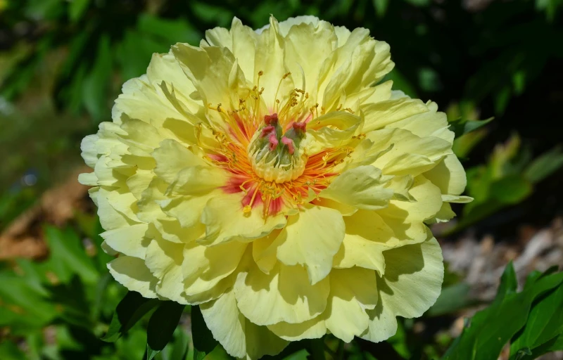 Garden Treasure на Пулков Сад