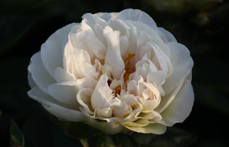 Greenland на Пулков Сад