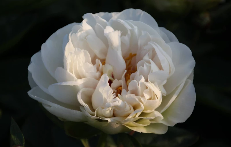 Greenland на Пулков Сад