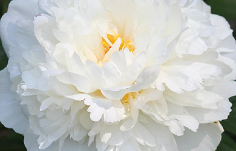 Fringed Ivory на Пулков Сад