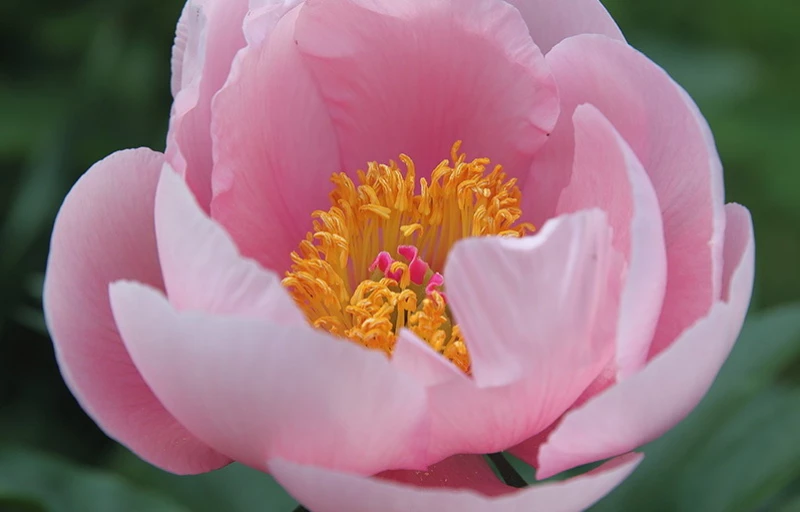 Soft Salmon Saucer на Пулков Сад