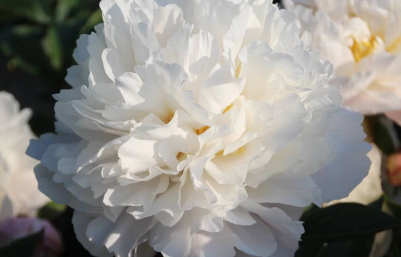 Victorian Blush на Пулков Сад