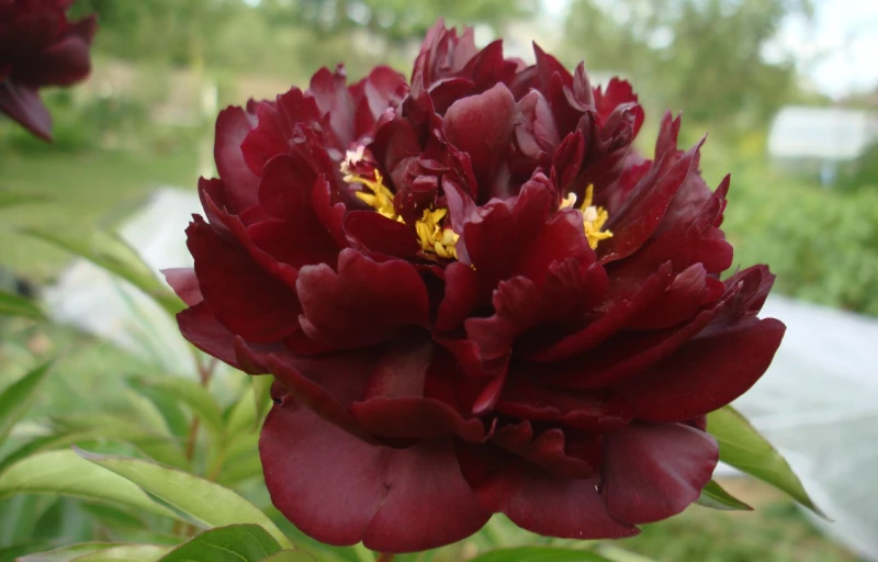 Highlight на Пулков Сад