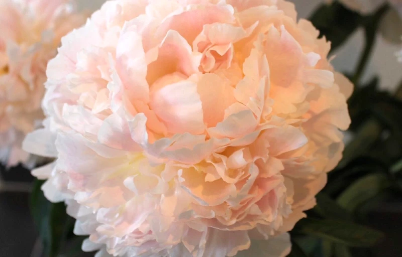 Brother Chuck на Пулков Сад