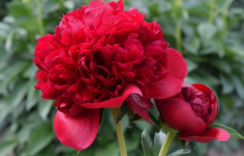 Christmas Velvet на Пулков Сад