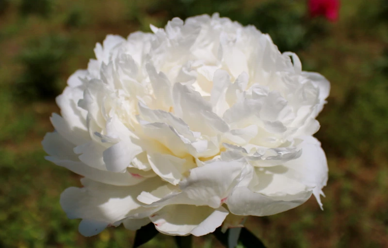 Henry Sass на Пулков Сад