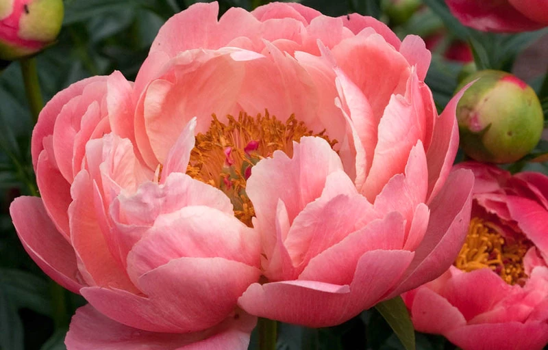 Coral Charm на Пулков Сад