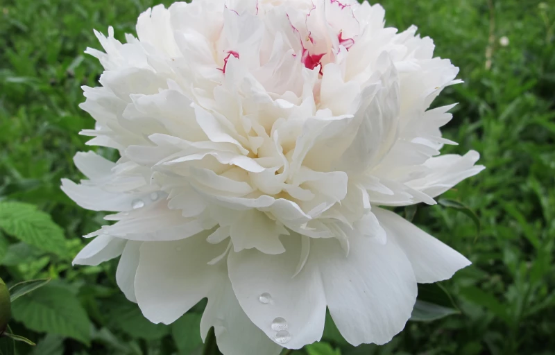 Festiva Maxima на Пулков Сад