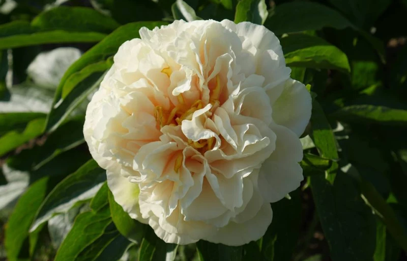 Sunny Girl на Пулков Сад