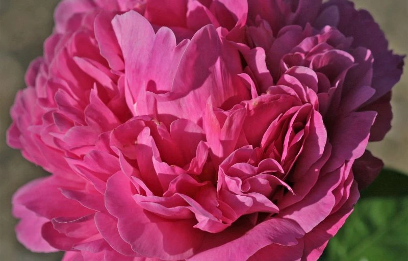 Juliska на Пулков Сад