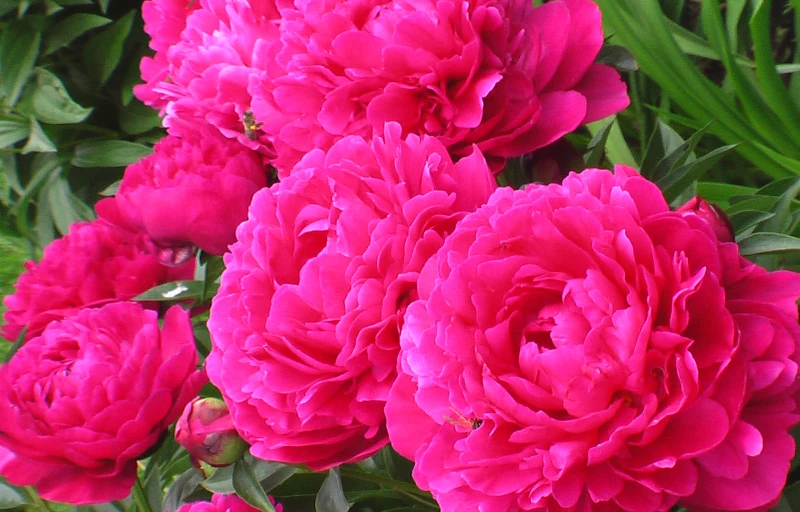 Kansas на Пулков Сад