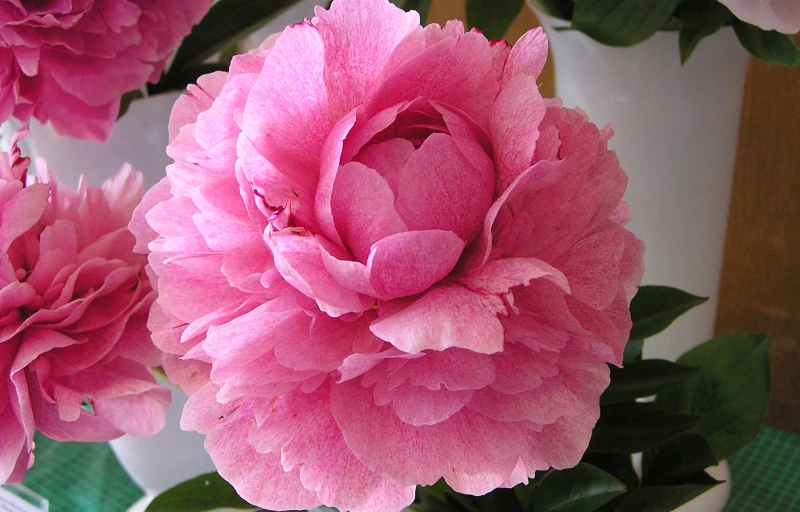 The Fawn на Пулков Сад