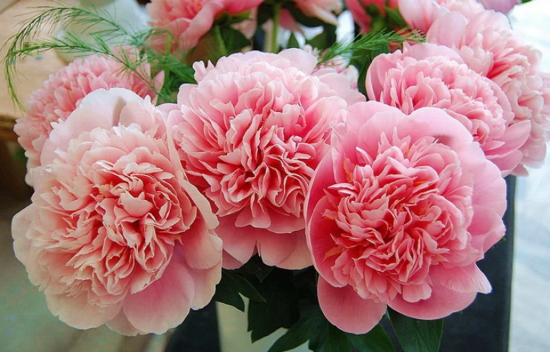 Etched Salmon на Пулков Сад