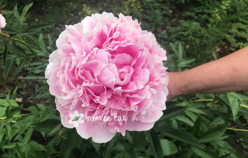 Sarah Bernhardt на Пулков Сад