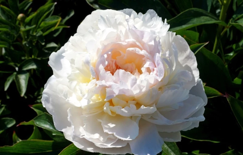 Florence Nicholls на Пулков Сад