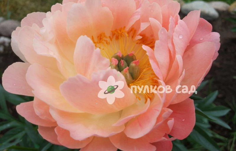 Coral Sunset на Пулков Сад