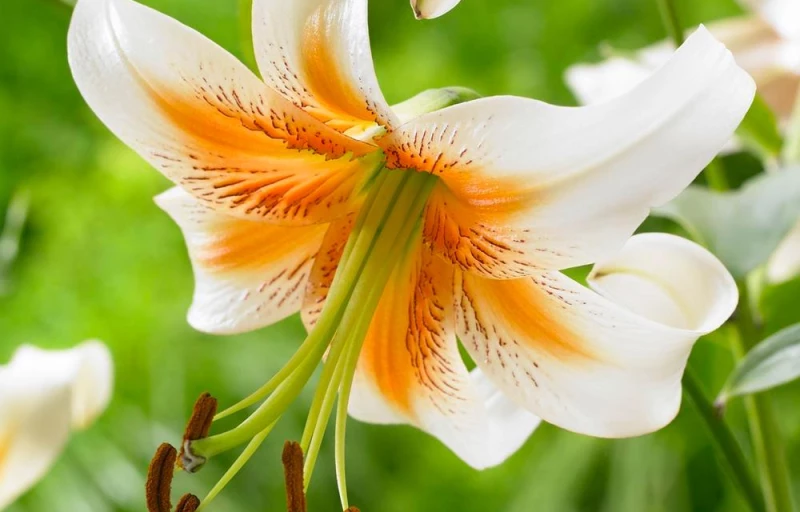 Lady Alice на Пулков Сад