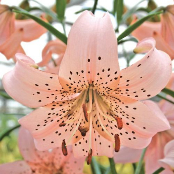 Pink Giant