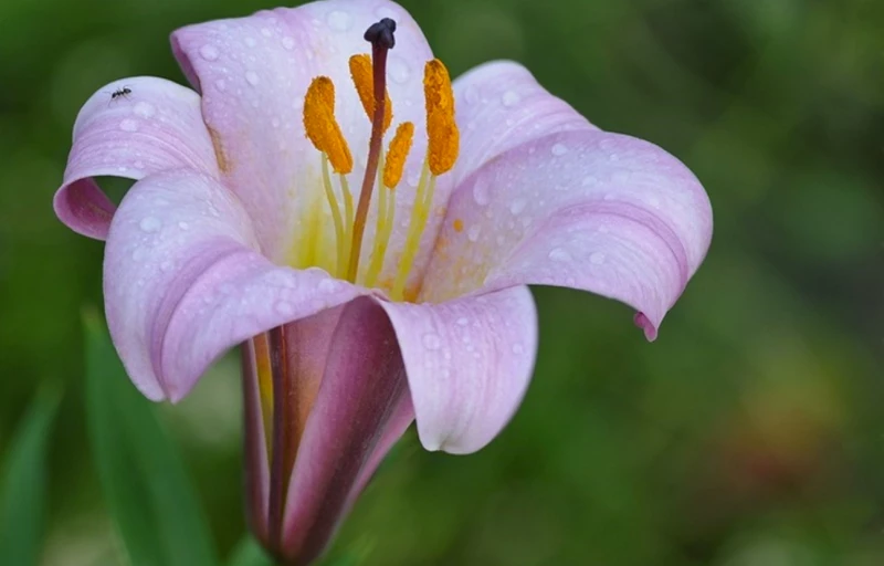 Pink Planet на Пулков Сад