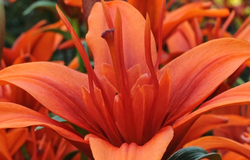 Red Twin на Пулков Сад