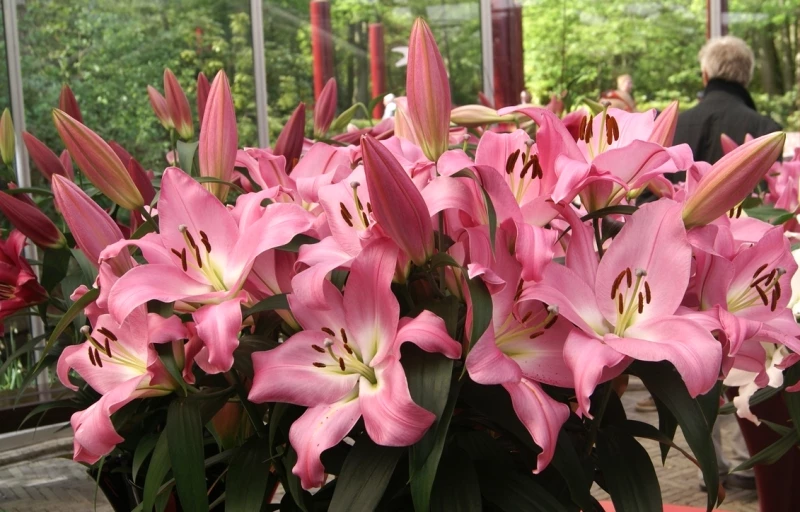 Tabledance на Пулков Сад