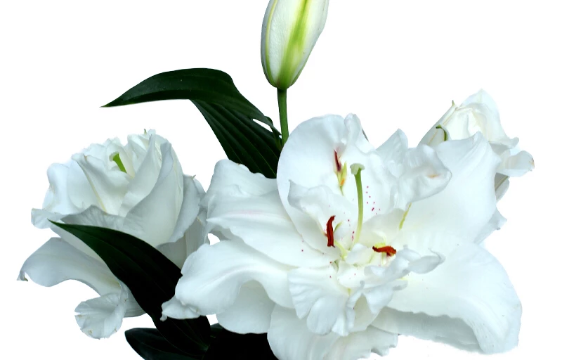 Bowl of beauty на Пулков Сад