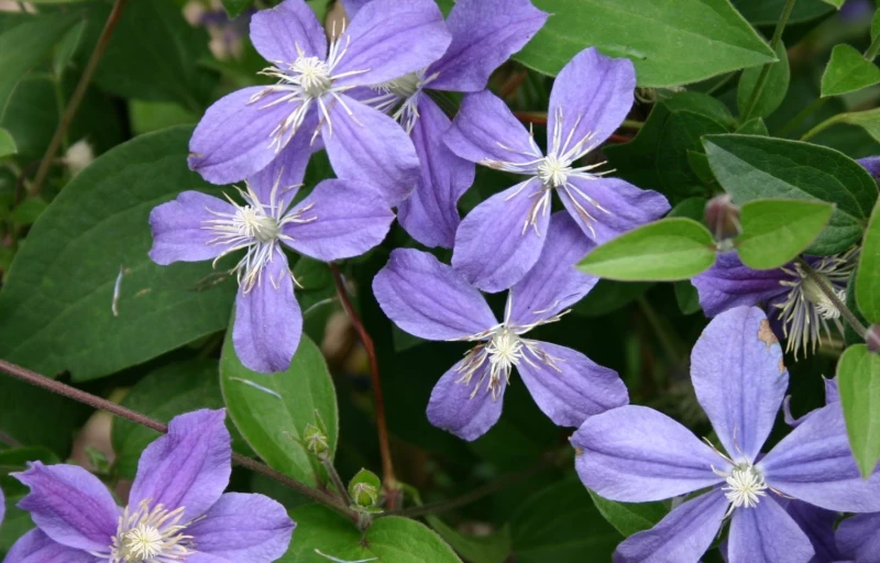 Arabella на Пулков Сад