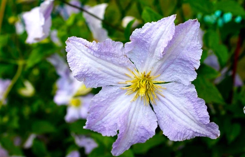 Blue Angel на Пулков Сад