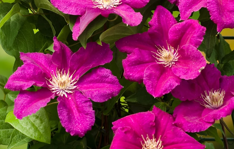 Ernest Markham на Пулков Сад